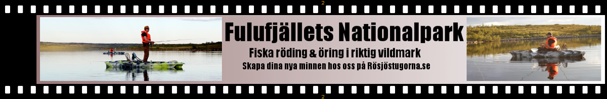 Rödingfiske i Fulufjällets National Park